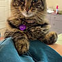 animal, blanket, cat, close_up, collar, cozy, cute, domestic, ears, feline, fluffy, fur, indoor, paws, pet, portrait, resting, tabby, tag, whiskers