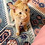 Theo joined the competition — help win amazing prizes! animal, carpet, cat, collar, cord, curious, cute, domestic_animal, ears, eyes, feline, floor, home, indoor, orange_tabby, patterned_rug, pet, pink_bedspread, tail, whiskers