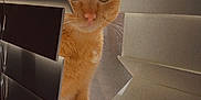 Theo is registered to the contest to win money with this photo: animal, cat, close_up, curiosity, domestic_cat, eyes, face, fur, home, indoor, looking, orange_cat, paws, pet, quiet, shadow, sunlight, whiskers, window, window_blinds