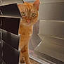 animal, cat, close_up, curiosity, domestic_cat, eyes, face, fur, home, indoor, looking, orange_cat, paws, pet, quiet, shadow, sunlight, whiskers, window, window_blinds