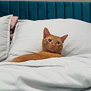 Theo joined the competition — help win amazing prizes! bed, blanket, cat, comfort, cozy, cute, domestic_animal, ears, feline, fur, headboard, indoor, nose, orange_cat, pet, pillow, relaxation, resting, sleepy, whiskers