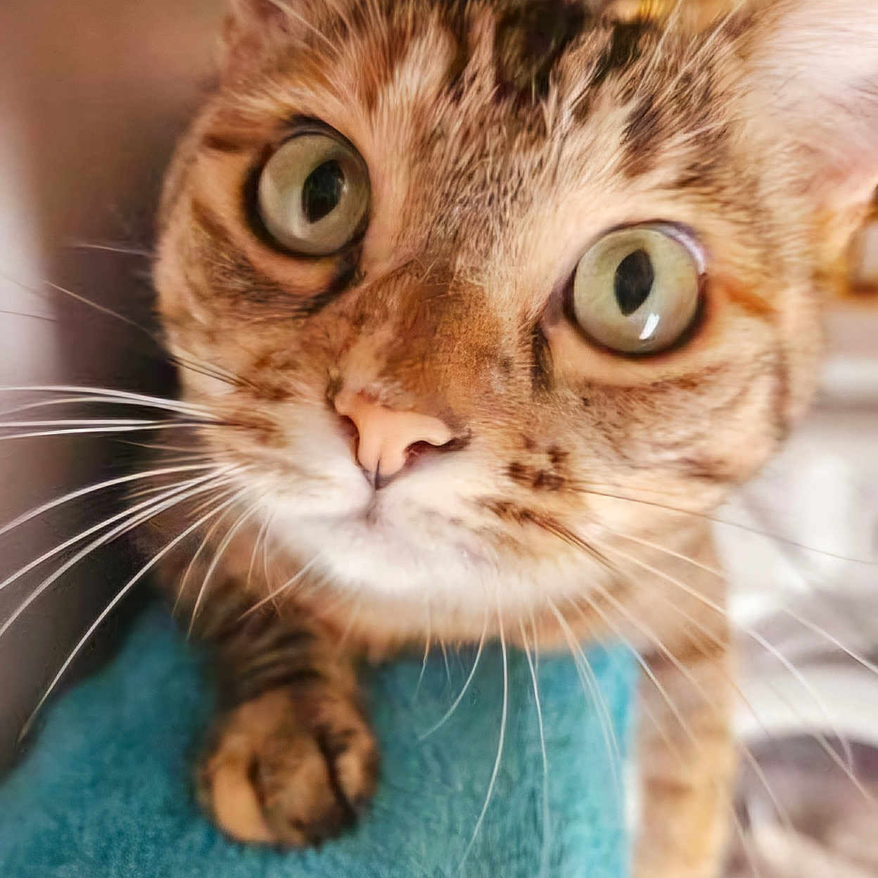 Sekhmet participe au concours pour gagner de l'argent avec cette photo : abyssinian, animal, cat, face, head, kitten, manx, person, pet, siamese