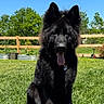 dog, black_dog, outdoor, grass, fence, sunny, panting, pet, canine, garden, blue_sky, fluffy_fur, happy, sitting, collar, tag, nature, daytime, animal, mammal