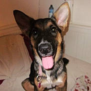 Eevee is registered to the contest to win money with this photo: dog, puppy, german_shepherd, tongue_out, bed, blanket, indoor, pet, canine, collar, cute, animal, domestic_animal, fur, ears, nose, happy, pet_accessory, water_bottle, resting