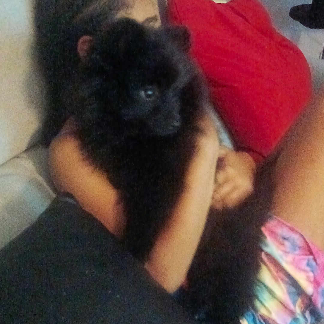 Aribo participe au concours pour gagner de l'argent avec cette photo : animal, black_dog, candid, casual, colorful_shorts, comfort, couch, cozy, dog, furniture, home, hugging, human, indoor, living_room, person, pet, red_pillow, relaxing, seated