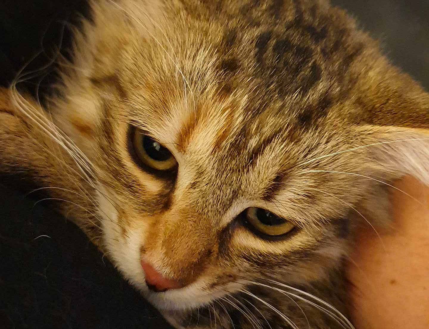 Shalom a rejoint le concours — aidez-le/la à gagner de superbes lots ! carnivore, cat, close_up, domestic_short_haired_cat, fawn, felidae, fur, grass, small_to_medium_sized_cats, snout, terrestrial_animal, whiskers, wildlife