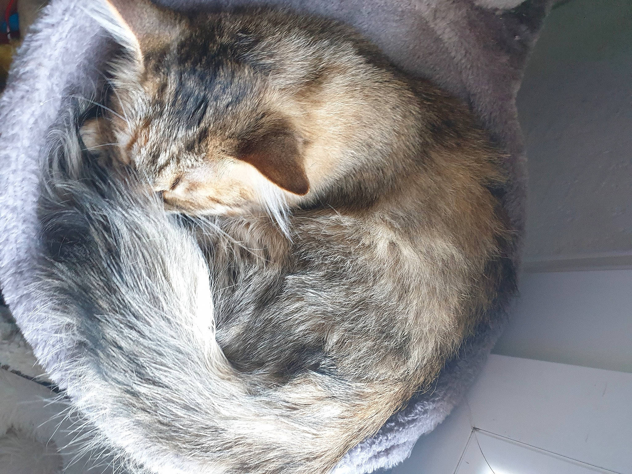 Shalom a rejoint le concours — aidez-le/la à gagner de superbes lots ! carnivore, cat, cat_supply, claw, comfort, domestic_short_haired_cat, felidae, fur, gesture, grey, nap, paw, sleep, small_to_medium_sized_cats, snout, tail, terrestrial_animal, whiskers