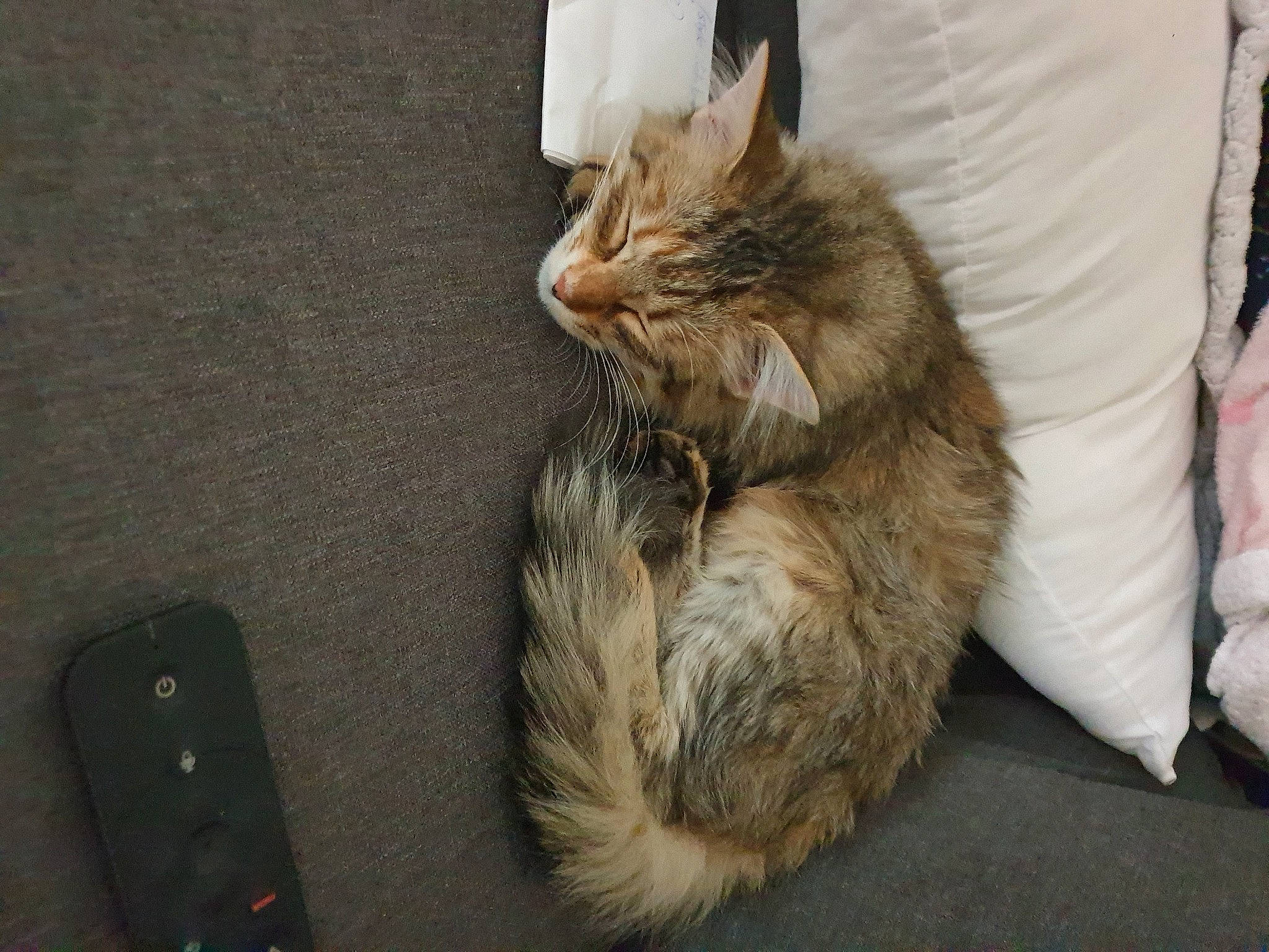 Shalom a rejoint le concours — aidez-le/la à gagner de superbes lots ! carnivore, cat, claw, comfort, domestic_short_haired_cat, felidae, fur, paw, small_to_medium_sized_cats, snout, tail, whiskers