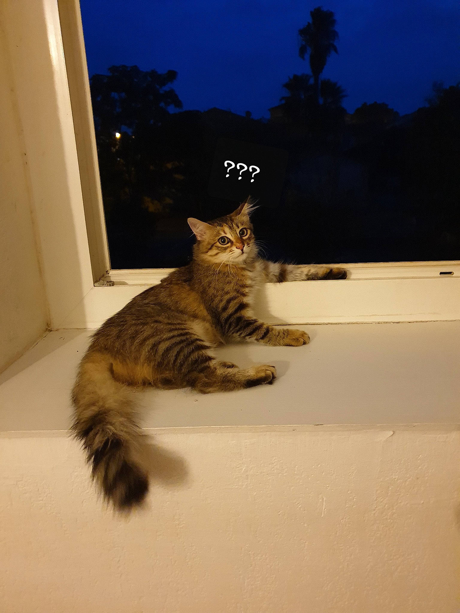 Shalom participe au concours pour gagner de l'argent avec cette photo : carnivore, cat, claw, domestic_short_haired_cat, door, fawn, felidae, flooring, fur, paw, plant, sitting, sky, small_to_medium_sized_cats, tail, terrestrial_animal, tree, whiskers, window, wood