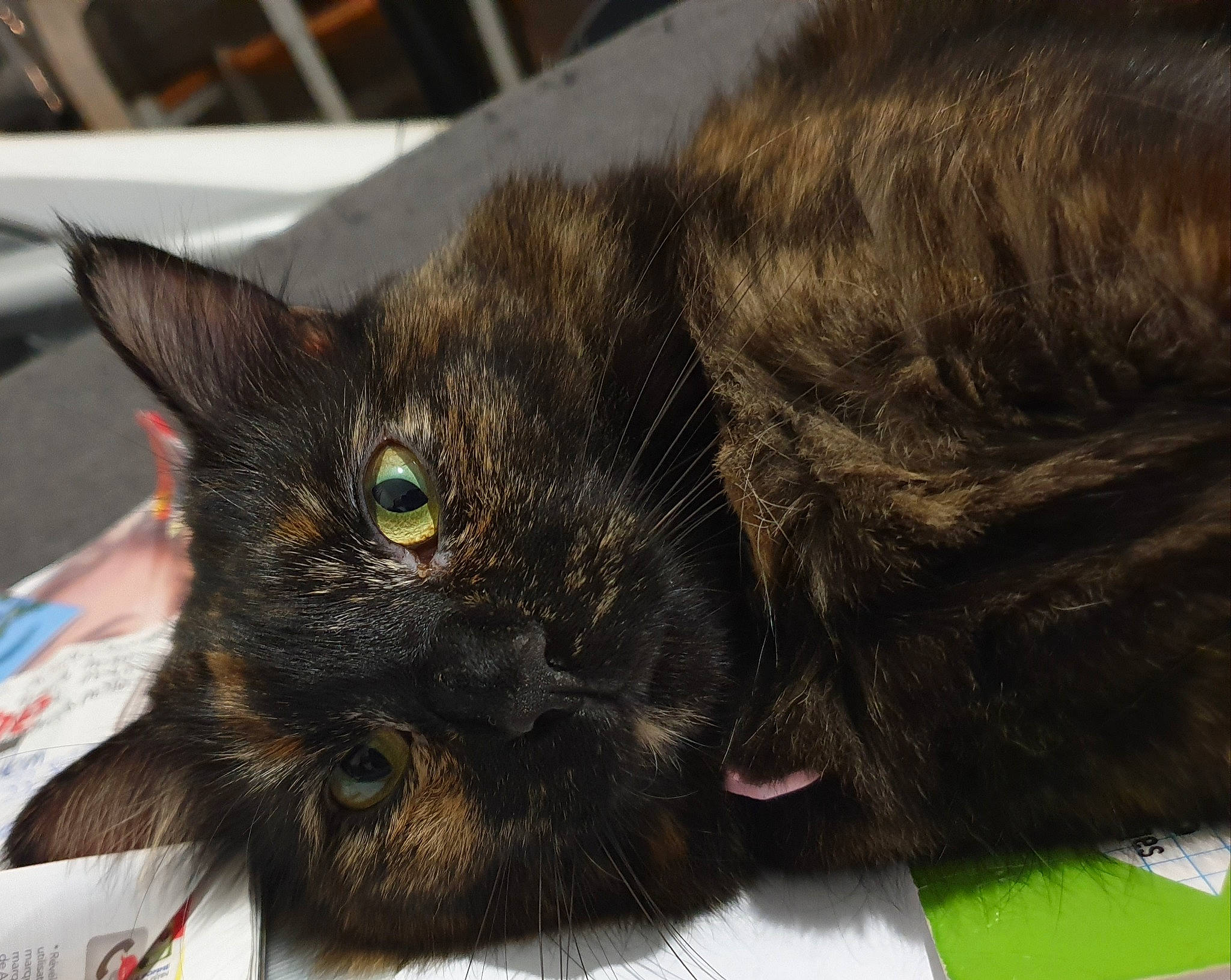 Polka participe au concours pour gagner de l'argent avec cette photo : black_cat, carnivore, cat, claw, comfort, domestic_short_haired_cat, ear, felidae, fur, paw, small_to_medium_sized_cats, snout, terrestrial_animal, whiskers