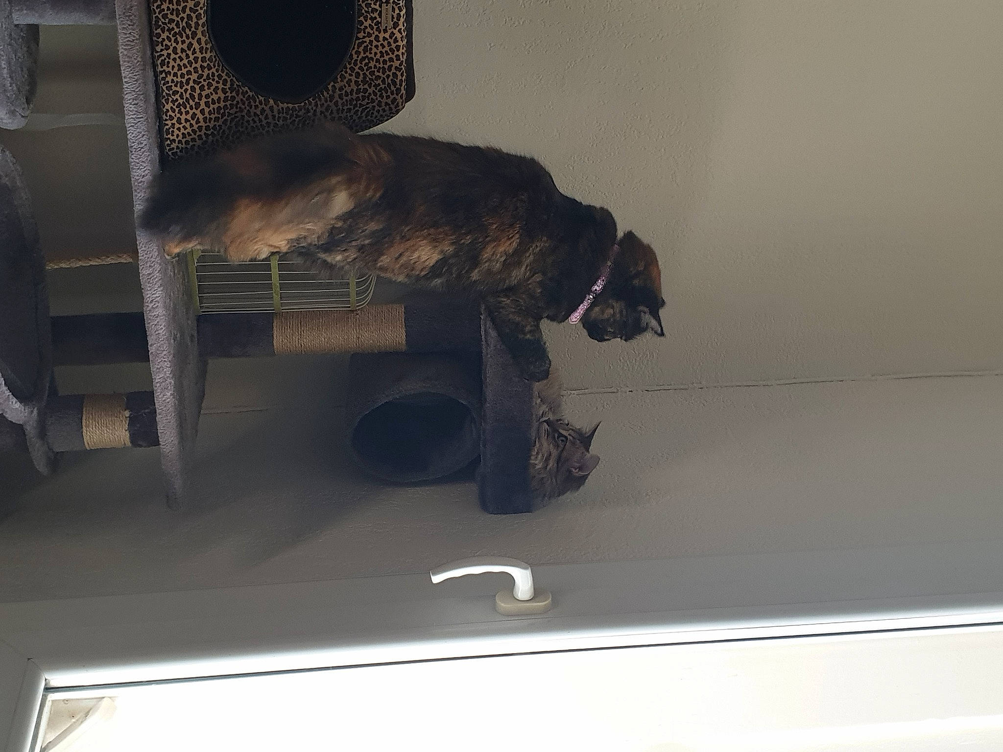 Polka participe au concours pour gagner de l'argent avec cette photo : automotive_exterior, cage, ceiling, chair, feather, fedora, felidae, flooring, fur, hat, metal, outdoor_shoe, room, shelf, small_to_medium_sized_cats, tail, vehicle_door, whiskers, wood