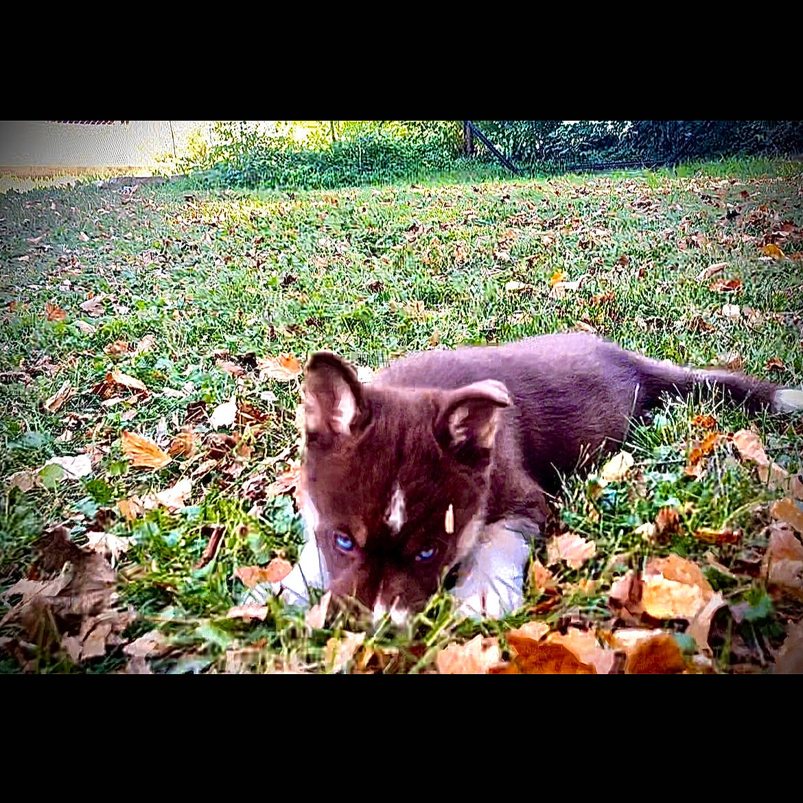 Aura is registered to the contest to win money with this photo: adaptation, bombay, carnivore, cat, dog_breed, domestic_short_haired_cat, fawn, felidae, grass, groundcover, organism, petal, plant, small_to_medium_sized_cats, snout, tail, terrestrial_animal, terrestrial_plant, tints_and_shades, whiskers