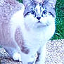 abyssinian, angora, animal, cat, kitten, manx, pebble, pet, siamese