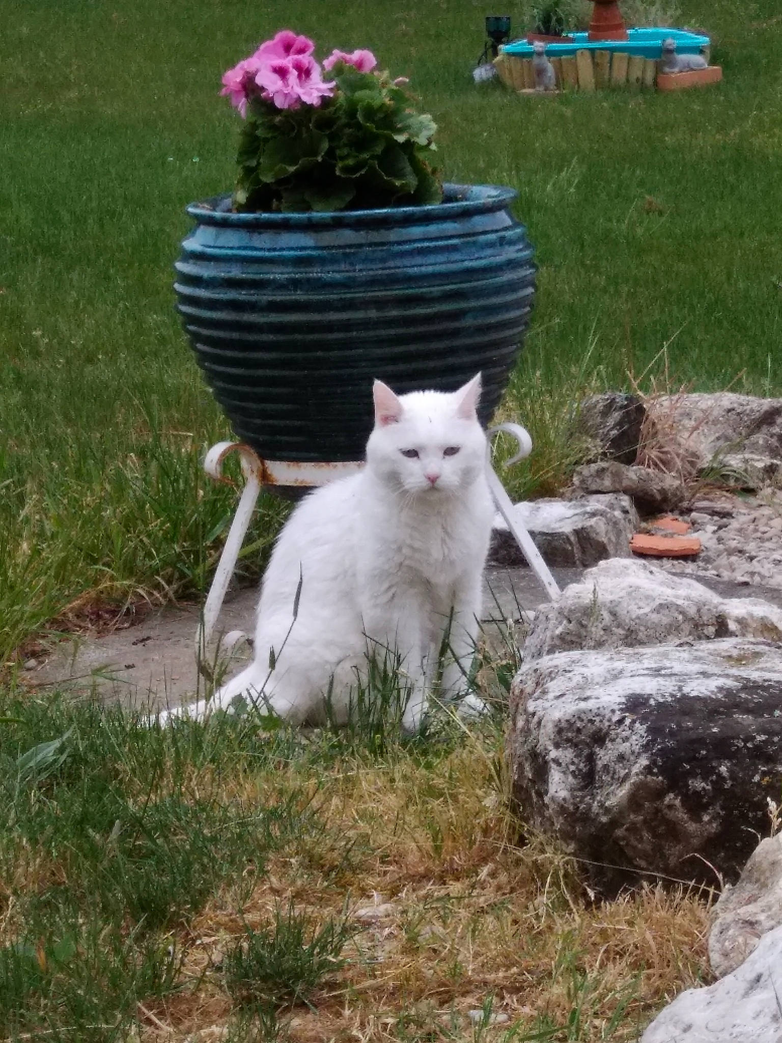 Calypso participe au concours pour gagner de l'argent avec cette photo : cat, cat_like_mammal, domestic_short_haired_cat, fauna, grass, grass_family, person, plant, small_to_medium_sized_cats, whiskers