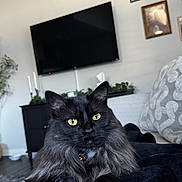 Feyre is registered to the contest to win money with this photo: black_cat, blanket, cat, couch, cozy, decor, domestic_animal, fur, furniture, home, indoor, living_room, pet, picture_frame, plant, portrait, relaxed, resting, television, yellow_eyes