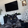 black_cat, blanket, cat, couch, cozy, decor, domestic_animal, fur, furniture, home, indoor, living_room, pet, picture_frame, plant, portrait, relaxed, resting, television, yellow_eyes