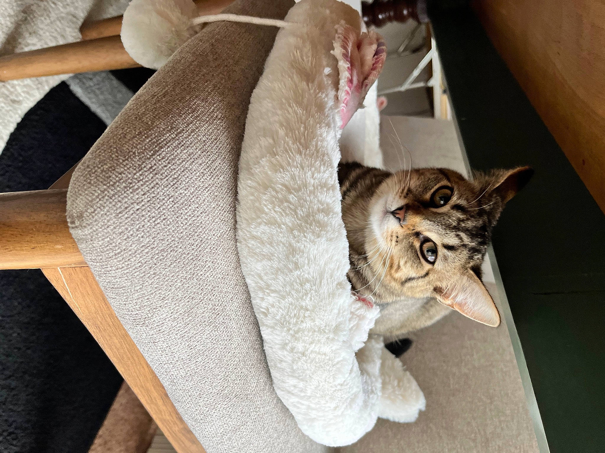 Anya joined the competition — help win amazing prizes! bag, carnivore, cat, claw, comfort, couch, domestic_short_haired_cat, fashion_accessory, fawn, felidae, fur, grey, hat, linens, luggage_and_bags, small_to_medium_sized_cats, tail, whiskers, window, wood
