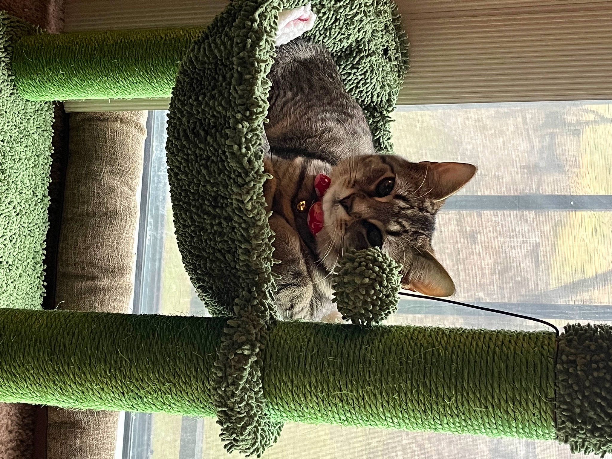 Anya joined the competition — help win amazing prizes! carnivore, cat, circle, claw, domestic_short_haired_cat, felidae, fur, green, metal, pet_supply, rectangle, small_to_medium_sized_cats, snout, tail, terrestrial_animal, tints_and_shades, whiskers, wildlife, window, wood