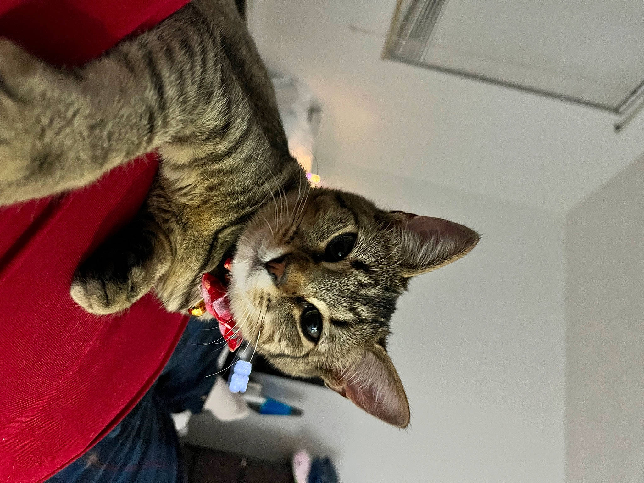 Anya joined the competition — help win amazing prizes! carnivore, cat, claw, domestic_short_haired_cat, ear, fang, felidae, fur, paw, small_to_medium_sized_cats, snout, tail, whiskers, yawn