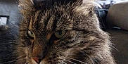 Rosa participe au concours pour gagner de l'argent avec cette photo : cat, tabby, fluffy, whiskers, close_up, indoor, blanket, patterned, furniture, plant, shelf, portrait, pet, relaxed, animal, cozy, fur, living_room, domestic, cute