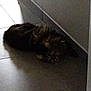 cat, animal, pet, floor, tile, indoor, fluffy, shadow, lying_down, wall, dark, feline, quiet, resting, corner, home, domestic, fur, relaxed, low_light
