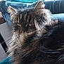 cat, tabby, fluffy, feline, green_eyes, pet, indoor, blanket, cozy, home, living_room, furniture, relaxed, close_up, animal, whiskers, ears, soft_light, comfort, resting