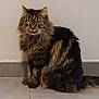 cat, tabby, fluffy, sitting, floor, tile, indoor, pet, animal, whiskers, feline, fur, striped, ears, tail, looking, domestic, calm, quiet, portrait