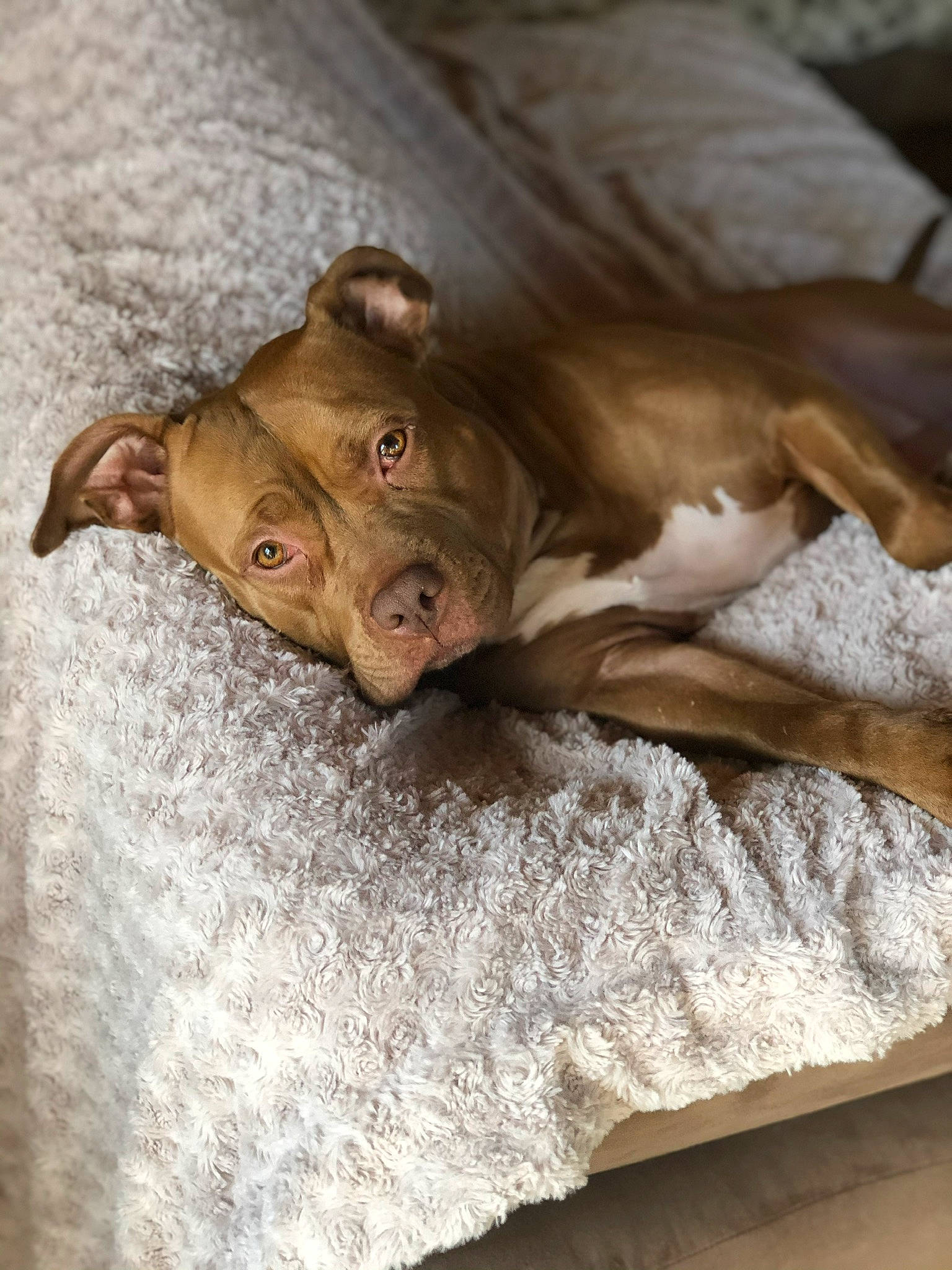 Kayna a rejoint le concours — aidez-le/la à gagner de superbes lots ! blanket, canidae, carnivore, dog, dog_breed, fawn, sporting_group, vizsla