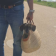 Mozart participe au concours pour gagner de l'argent avec cette photo : dog, basket, person, jeans, watch, tattoo, hand, ocean, beach, pathway, sunlight, casual, outdoor, pet, carrying, summer, vacation, nature, coast, relaxation