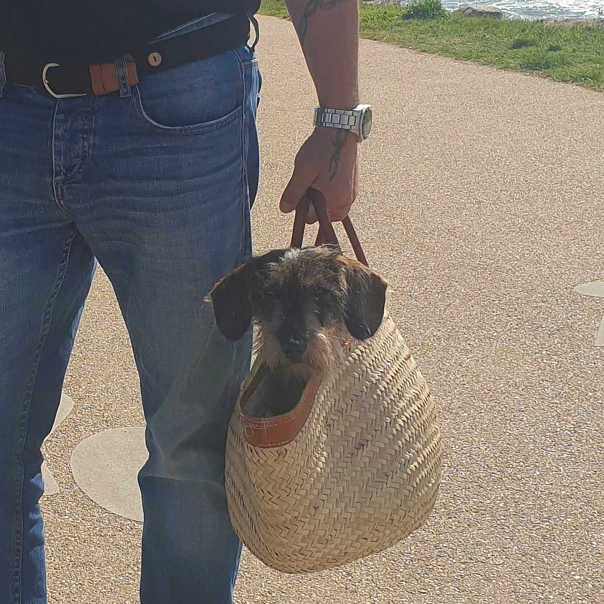 Mozart participe au concours pour gagner de l'argent avec cette photo : dog, basket, person, jeans, watch, tattoo, hand, ocean, beach, pathway, sunlight, casual, outdoor, pet, carrying, summer, vacation, nature, coast, relaxation