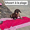 Mozart participe au concours pour gagner de l'argent avec cette photo : dog, beach, blanket, pink, sand, shoreline, flip_flops, water_bowl, outdoor, seaside, small_dog, scruffy_dog, sitting, brown_fur, wet_fur, pet, vacation, caption, sunlight, relaxation