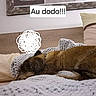 dog, sleeping, bed, bedroom, blanket, pillow, cozy, indoors, resting, lying_down, brown_fur, scruffy, pet, home, bedding, wooden_headboard, relaxed, nighttime, text_overlay, portrait