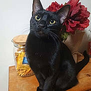 Eclipse joined the competition — help win amazing prizes! black_cat, cat, pet, animal, wooden_table, flower, red_flower, jar, tea_bags, indoor, curious, sitting, whiskers, ears, tail, domestic_cat, feline, closeup, eyes, houseplant