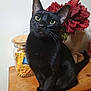 black_cat, cat, pet, animal, wooden_table, flower, red_flower, jar, tea_bags, indoor, curious, sitting, whiskers, ears, tail, domestic_cat, feline, closeup, eyes, houseplant