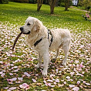 Volt participe au concours pour gagner de l'argent avec cette photo : animal, canine, daylight, dog, flower_petals, fur, golden_retriever, grass, greenery, happy, leisure, nature, outdoor, park, pet, playful, stick, summer, trees, walking