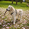 animal, canine, daylight, dog, flower_petals, fur, golden_retriever, grass, greenery, happy, leisure, nature, outdoor, park, pet, playful, stick, summer, trees, walking