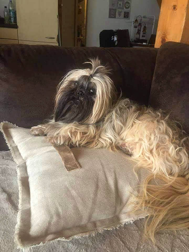 Manaho participe au concours pour gagner de l'argent avec cette photo : bearded_collie, canidae, carnivore, catalan_sheepdog, chinese_imperial_dog, companion_dog, dog, dog_breed, irish_soft_coated_wheaten_terrier, lhasa_apso, lowchen, mammal, non_sporting_group, rare_breed_dog, sapsali, shih_tzu, terrier, tibetan_terrier, toy_dog, vertebrate