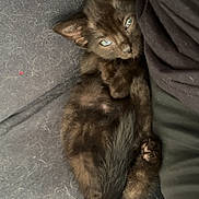 Naïa a rejoint le concours — aidez-le/la à gagner de superbes lots ! animal, black_cat, closeup, companion, couch, cozy, curious, cute, domestic_cat, eyes, fur, furry, indoor, kitten, pet, relaxed, resting, sleepy, soft, young