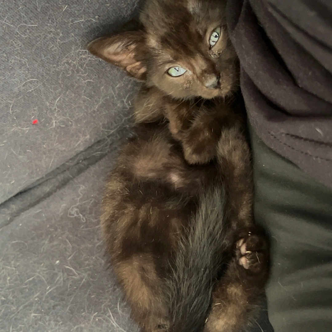 Naïa