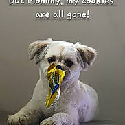 Bob Barker joined the competition — help win amazing prizes! dog, small_dog, fluffy, white_fur, sitting, front_view, pet, cookie_wrapper, snack, indoors, gray_background, portrait, cute, funny, guilty_expression, mouth, paws, animal, text_overlay, ai_generated
