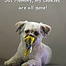 dog, small_dog, fluffy, white_fur, sitting, front_view, pet, cookie_wrapper, snack, indoors, gray_background, portrait, cute, funny, guilty_expression, mouth, paws, animal, text_overlay, ai_generated