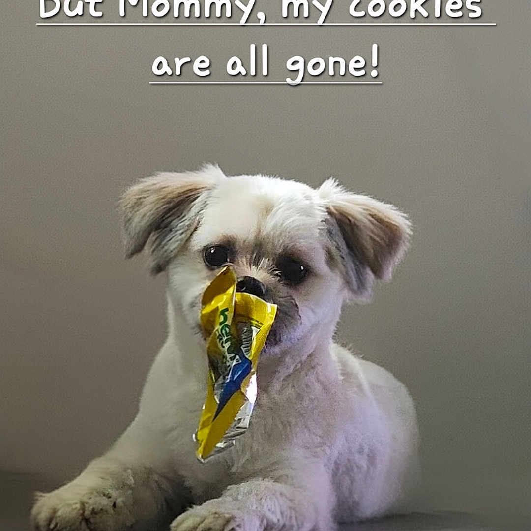 Bob Barker joined the competition — help win amazing prizes! dog, small_dog, fluffy, white_fur, sitting, front_view, pet, cookie_wrapper, snack, indoors, gray_background, portrait, cute, funny, guilty_expression, mouth, paws, animal, text_overlay, ai_generated