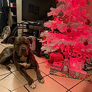 Da Baby is registered to the contest to win money with this photo: dog, christmas_tree, presents, indoor, tile_floor, decorations, red_lights, white_tree, holiday, gift_wrap, living_room, fan, television, furniture, pet, animal, relaxed, festive, celebration, ornaments