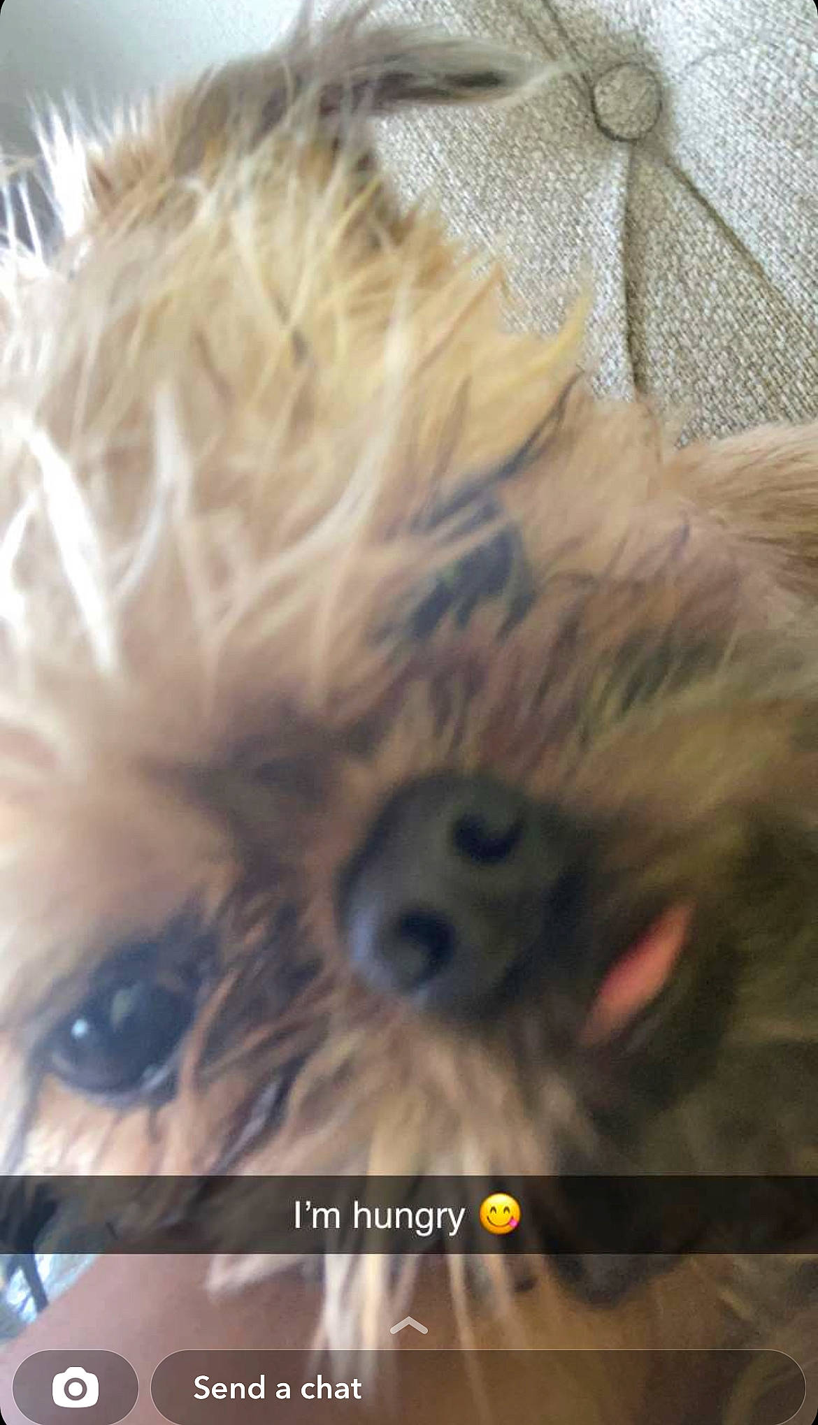 Peter John The Brussels Griffon joined the competition — help win amazing prizes! canidae, carnivore, companion_dog, dog, dog_breed, dog_supply, fawn, fur, liver, non_sporting_group, paw, puppy, small_terrier, snout, sporting_group, terrier, toy_dog, working_animal