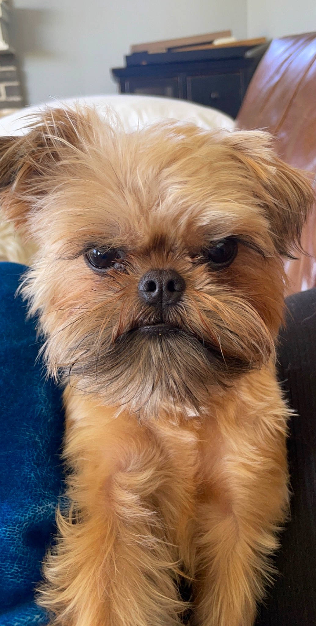 Peter John The Brussels Griffon