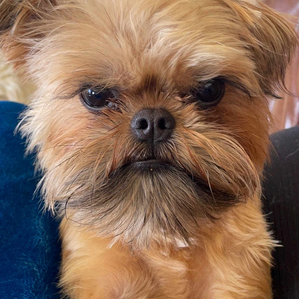 Peter John The Brussels Griffon