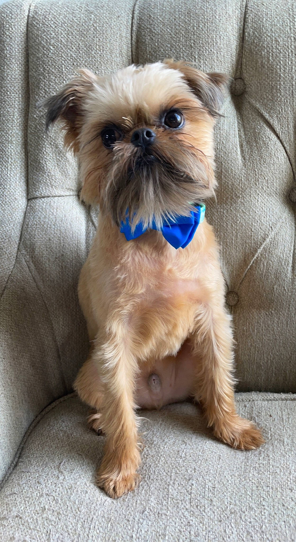 Peter John The Brussels Griffon joined the competition — help win amazing prizes! canidae, carnivore, companion_dog, dog, dog_breed, dog_supply, electric_blue, fawn, fur, liver, maltepoo, pet_supply, puppy, shih_tzu, small_terrier, snout, sporting_group, terrestrial_animal, toy_dog, working_animal