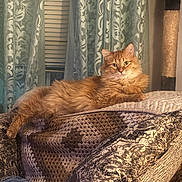 Fred joined the competition — help win amazing prizes! cat, orange_cat, fluffy, long_hair, feline, pet, animal, indoors, cozy, lounging, relaxed, sitting, portrait, amber_eyes, whiskers, blanket, couch, curtains, window, scratching_post