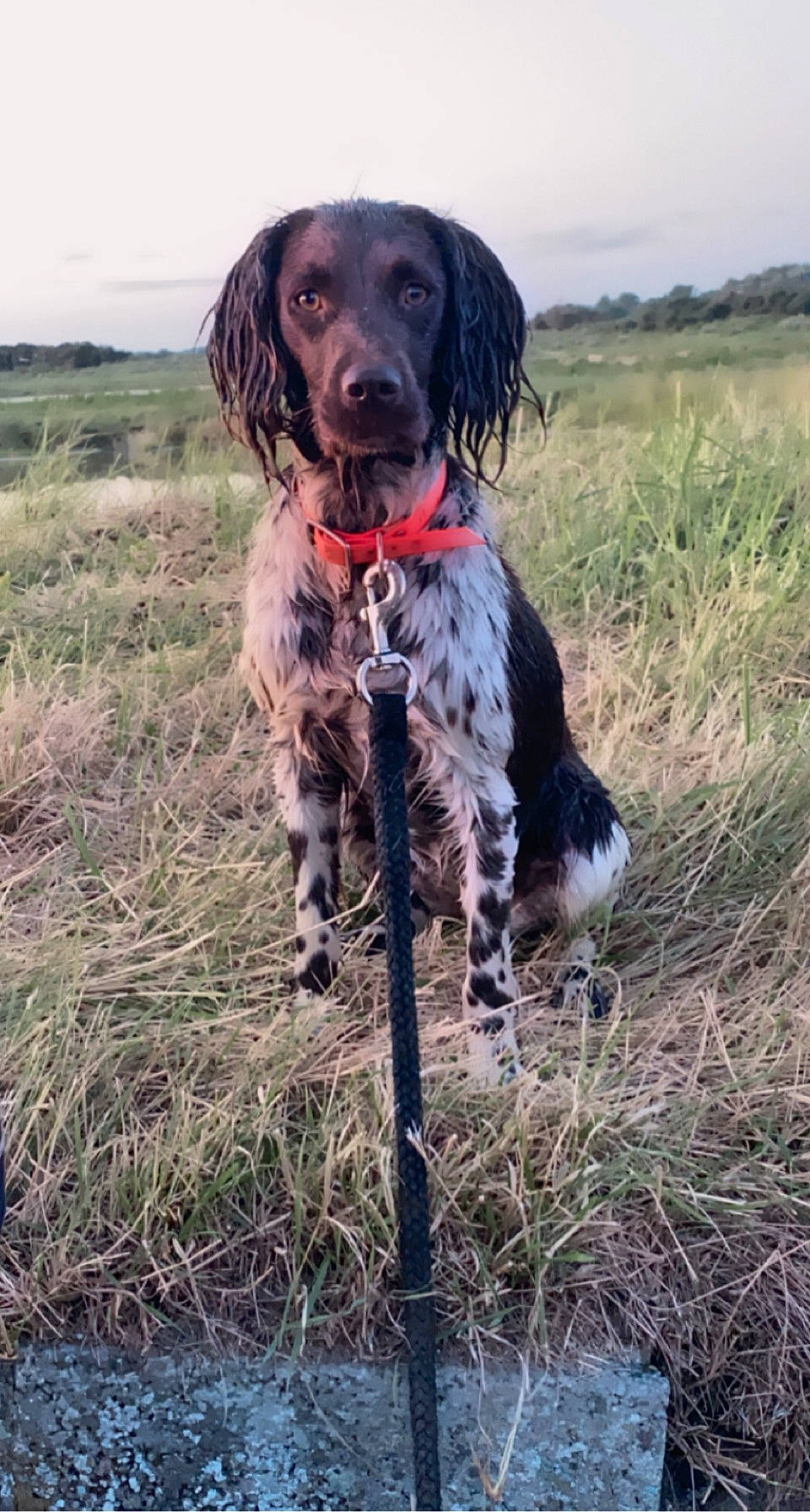 Ruby a rejoint le concours — aidez-le/la à gagner de superbes lots ! canidae, carnivore, collar, companion_dog, dog, dog_breed, dog_collar, grass, grassland, gun_dog, liver, old_danish_pointer, pointing_breed, prairie, sky, spaniel, sporting_group, tail, working_animal, working_dog