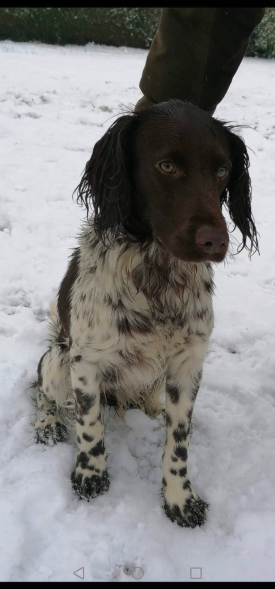 Ruby a rejoint le concours — aidez-le/la à gagner de superbes lots ! canidae, carnivore, companion_dog, dog, dog_breed, dog_collar, freezing, fur, gun_dog, hunting_dog, monochrome_photography, snout, snow, spaniel, sporting_group, whiskers, winter, working_animal, working_dog